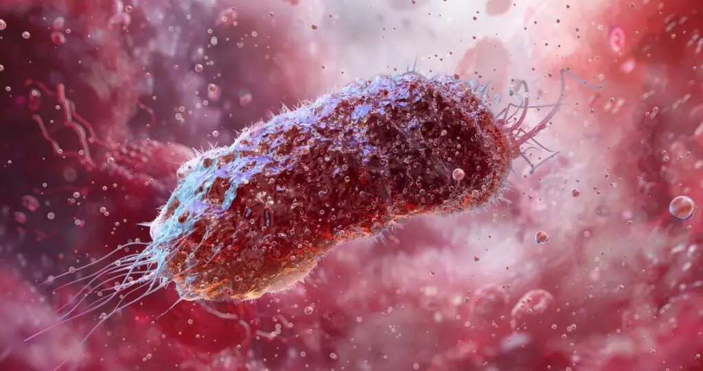 Bacteriile intestinale pot accelera modificările asociate Alzheimerului prin producerea unui compus specific