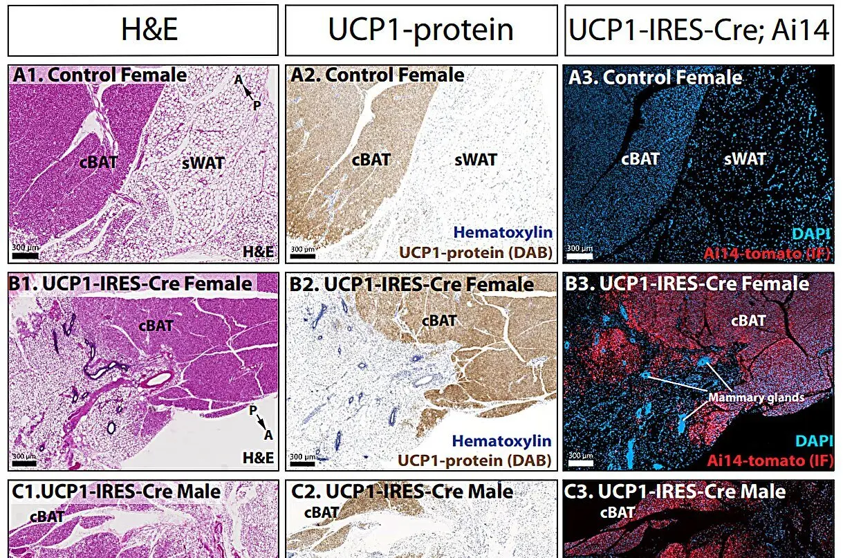 Cercetători LSU creează șoarece transgenic pentru studierea grăsimii brune și bej