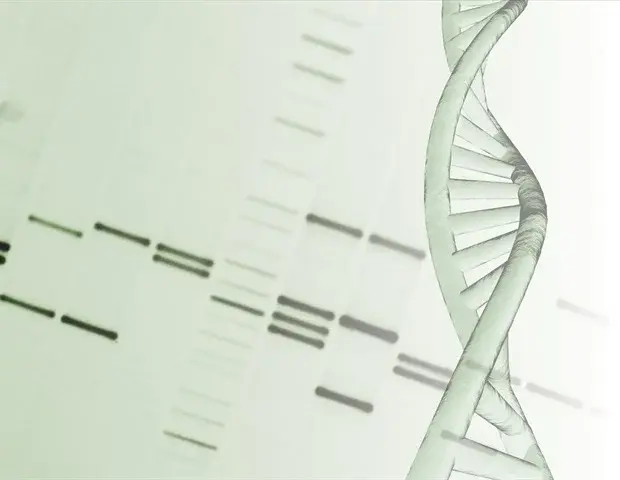 Descoperire medicală: Cum repară proteina PARP1 codul genetic deteriorat