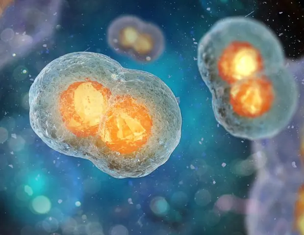 Proteina descoperită protejează cromozomii ouălor pe măsură ce îmbătrânesc